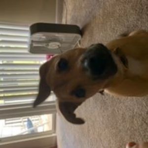 Meet your Posher, Suzy